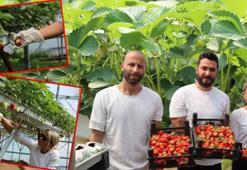 Yalova'da 365 gün boyunca üretilebiliyor! Kalp ve damar sağlığının en büyük destekçisi