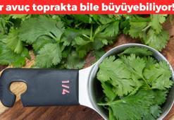 1 avuç toprağa ekin! 1 haftada büyüyor: Şeker hastalığı ve felç riskini azaltıyor , tıkalı damarları çamaşır suyu gibi açıyor