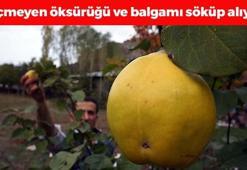 Dünyanın en kuvvetli antioksidanı! Kilosu 50 TL: Balgamı akciğerden söküp alıyor, bağırsakları motora çeviriyor!