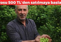 Hatay'dan Avrupa'ya kilo kilo satılıyor! Kilosu 500 TL: Kan şekerini dengeliyor, tıkalı damarları yağ çözücü gibi açıyor