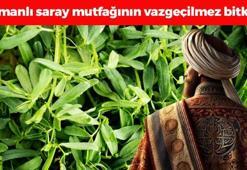 Osmanlı'nın şifalı bitkisi! Karaciğeri yeniden doğmuş gibi yapıp böbrekleri diyalizden kurtarıyor! Kan şekerini terazi gibi dengeliyor