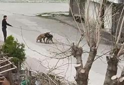 Köpeğini, sokak köpeklerinin üzerine saldırttı, akılalmaz görüntü