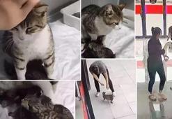 Hamile kedi doğum yapacağını anlayınca veterine koştu! İşte yürek ısıtan görüntüler