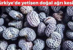 Doğal ağrı kesici etkisi bulunuyor! Kan şekerini anında sabitliyor, enfeksiyonlara karşı savaşmada etkili