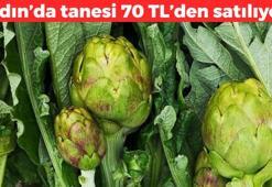 Aydın'da hasadı başladı! Tanesi 70 TL: Tezgahta gören kilo kilo alıyor: Karaciğeri toksinlerinden arındırıyor