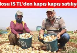 Hatay'dan Rusya'ya kilo kilo yollanıyor! Kilosu 15 TL: Dünyanın en güçlü antibiyotiği, kan şekerini terazi gibi dengeliyor! Kolesterolün kökünü kazıyor