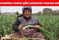 Kıymetini kimse bilmiyor ama haşlayıp kaşık kaşık yiyince tansiyonu dengeliyor! Bağırsakları motor gibi çalıştırıp kemikleri betona çeviriyor!