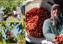 Manisa'da hasat edildi! Kilosu 3 bin 500 TL'den satıldı: Rusya, İtalya ve Polonya'ya gönderiliyor, tam bir C vitamini deposu