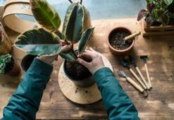 Çiçek bitlerinin kökünü kurutuyor! Toprağına bir parça koyun: Bitkiyi coşturmaya yetiyor