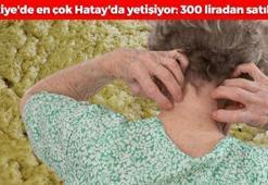 Türkiye'de en çok Hatay'da yetişiyor! Tanesi 300 liradan satılıyor: Egzaması olan torba torba alıyor