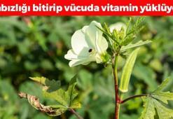 Kendi küçük ama etkisi büyük! Bağırsakları motor gibi çalıştırıp kemikleri betona çeviriyor, kan şekerini terazi gibi dengeliyor!