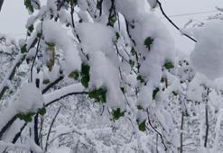 Fındığı don vurdu, rekoltede büyük tehlike! Yüzde 50’nin altına düşebilir