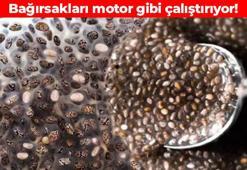 Bağırsakların gizli kahramanını kimse bilmiyor! Sindirim sistemini adeta makine gibi çalıştırıyor