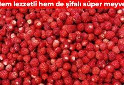 Dağlarda yetişiyor, faydasını bilmeyen kalmasın! Kan şekerini terazi gibi dengeliyor: Vücuda C vitamini yüklüyor
