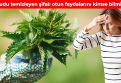 Lokman Hekim'in önerisi! Geleneksel tıbbın vazgeçilmezi: İltihabın kökünü kurutuyor, bağışıklığı çelik gibi yapıyor