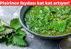 Bahçede görenler toplasın! Pişirince böbrek taşı ve kum oluşumunu önlüyor, tabak tabak yiyenler şifa buluyor