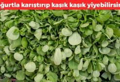 Yeşilliklerin en sağlıklısı buymuş! Yoğurtla karıştırıp karış kaşık yiyin: Saatlerce tok tutuyor