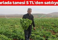 Amik Ovası'nda hasadı başladı! Tanesi 5 TL: Böbrekleri diyalizin pençesinden kurtarıp tıkalı damarları yağ çözücü gibi açıyor!