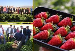 Hatay'da hasadı yapıldı! Depremzede çiftçilere dağıtılan fidelerden yetiştirildi: Günlük C vitamini ihtiyacını karşılıyor