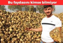 Hem tatlı ihtiyacını karşılıyor hem karaciğeri temizliyor! Kalbin saat gibi çalışmasını sağlayan doğal bitki: Vücuda C vitamini yüklüyor