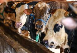 Kurban vekalet ücretleri açıklandı