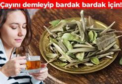 Zeytin yaprağının kıymetini herkes bilmeli! Kötü kolesterolü düşürüyor, damar sertliğini engelliyor, kan şekerini dengeliyor