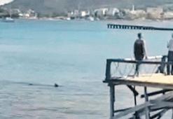 Ege ve Akdeniz sahilinde köpek balığı korkusu