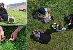 Sivas'ta hasadı başladı! Kendiliğinden yetişiyor, tek tek elle toplanıyor: Sivaslıların favori lezzeti, kemikleri çelik gibi yapıyor