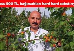 İlk hasat yapıldı, kilosu 500 TL'den satılıyor: Bağırsakları makine gibi çalıştırıp vücudu C vitamini ve demire boğuyor