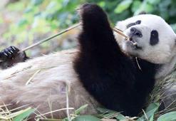 Avusturya’ya iki dev panda