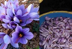 Dünyanın en pahalı baharatı! Tarlasına eken zengin oluyor: Bir tutamı her derde deva, vücudu dipçik gibi yapıyor