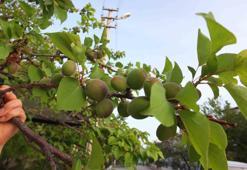 Don olaylarından etkilendi zannediyorduk ama Burhaniye'de ağaç dallarından sarkıyor: Bağırsakları motor gibi çalıştırıyor, Kalp hastalarına şifa oluyor