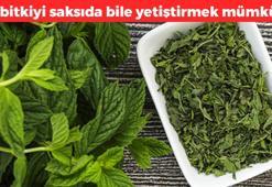 Saksıda yetiştirip tüketin! Apandisit iltihabına iyi geliyor