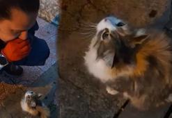 Anne kedinin çaresiz anları! Teslim edip, izledi