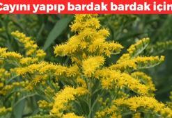 Doğal balgam söktürücü! İbrahim Saraçoğlu öneriyor: Çayını yapıp bardak bardak için, yüzlerce yıllık doğal öksürük şurubu