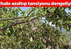 Antalya'da yılın ilk hasadı başladı! Kilosu 1000 TL'den satılıyor: İltihabı kurutup tıkalı damarları yağ sökücü gibi açıyor, kolesterolü dengeliyor! Doğal tansiyon ilacı