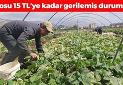 Amik Ovası'nda bereketli hasat! Kilosu 15 TL'ye kadar düştü: Bağırsakları harıl harıl çalıştırıp kan şekerini terazi gibi dengeliyor! Potasyum kralı