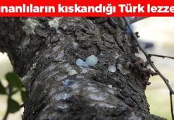 Çeşme'nin beyaz incisi! Kilosu 15 bin TL'den satılıyor: Halk arasında mastika deniyor, karaciğere resmen reset atıyor! Öksürüğü ciğerden söküp alan besin