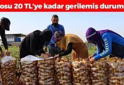 Kilosu 20 TL'ye kadar düştü! Doğadaki en güçlü antioksidan, kolesterolü düşürüp bağırsakları harıl harıl çalıştırıyor, basurun kökünü kazıyor!