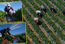 İzmir'de hasat geç başladı! Tarladan 75 TL'ye satılıyor: Kolesterolün kökünü kazıyıp kan şekerini dengeliyor