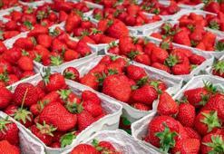 Hasat sezonu başladı, tezgahlar renklendi! Kilo kilo alan şifayı buluyor: Damar duvarlarını güçlendiriyor, kalbi koruyor