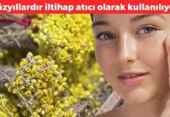 Dağda kendiliğinden yetişiyor! Yüzyıllardır iltihap kurutmak için kullanılıyor: Cildinizin bebek gibi olmasını sağlıyor