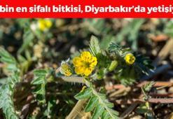 Diyarbakır'da kendiliğinden yetişen doğal kalp ilacı! Çayını yapıp bardak bardak için: Tıkalı damarları yağ çözücü gibi açıp böbrekleri diyalizden kurtarıyor!