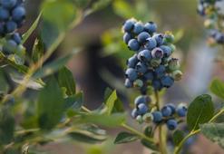 Doğal gençlik iksiri: Sağlıklı cilt, saç, kemik ve bağışıklık için gerekli vitamin deposu