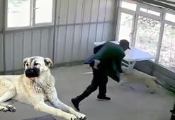 5 aylık köpeğe 81 yaşındaki adamdan dehşete düşüren kötülük!