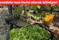 Anadolu'nun incisi kan şekerini dengeliyor! Günde 1 avuç yemek yeterli: Potasyum eksikliğinin doğal ilacı