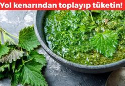 Yol kenarından toplayıp kurutun! Ege'de gıcık otu olarak biliniyor: İltihabın kökünü kurutuyor, doğal idrar söktürücü