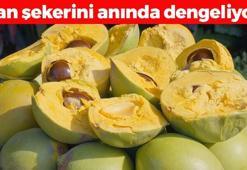 Kan şekerini terazi gibi dengeliyor! Halk arasında 'İnkaların altını' olarak biliniyor, tıkalı damarları yağ çözücü gibi açıyor! Doğal şeker ilacı