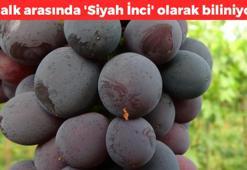 Mersin'de hasadı başladı! Kilosu 250 TL'den satılıyor: Halk arasında 'siyah inci' olarak biliniyor, kemikleri beton gibi güçlendiriyor