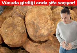 Toprak altında yetişiyor! Görünce burun kıvırıyoruz ama şifa kaynağı: Vücudu dipçik gibi yapıyor